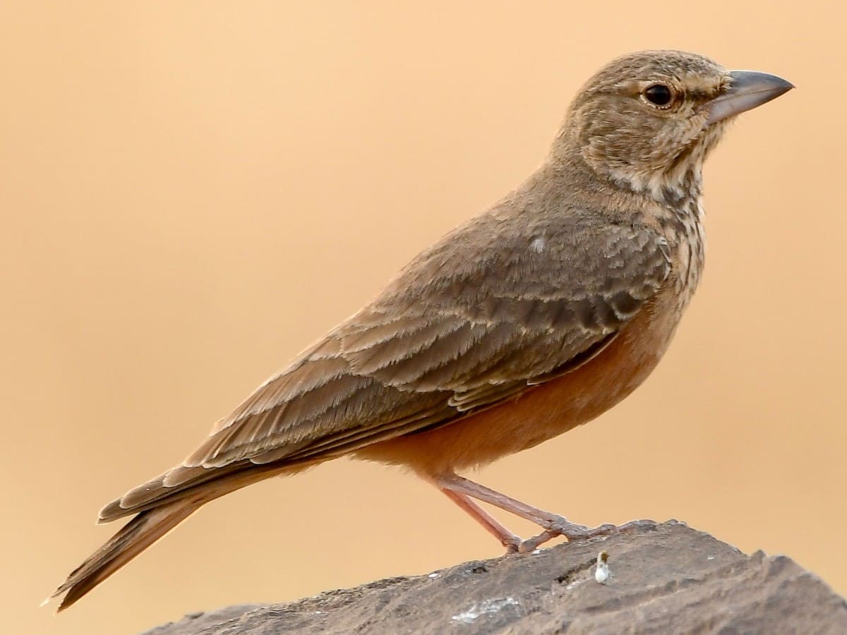 Rufous-tailed Lark